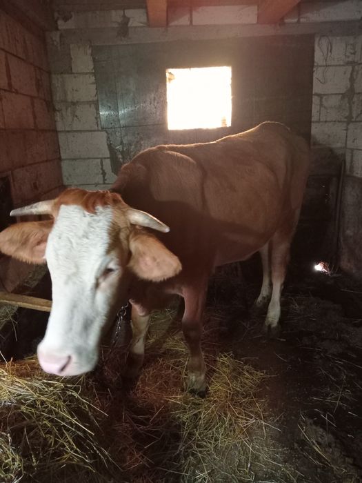 Vand vaca tânără de 3 ani