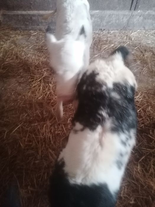 Vând vițele albastru