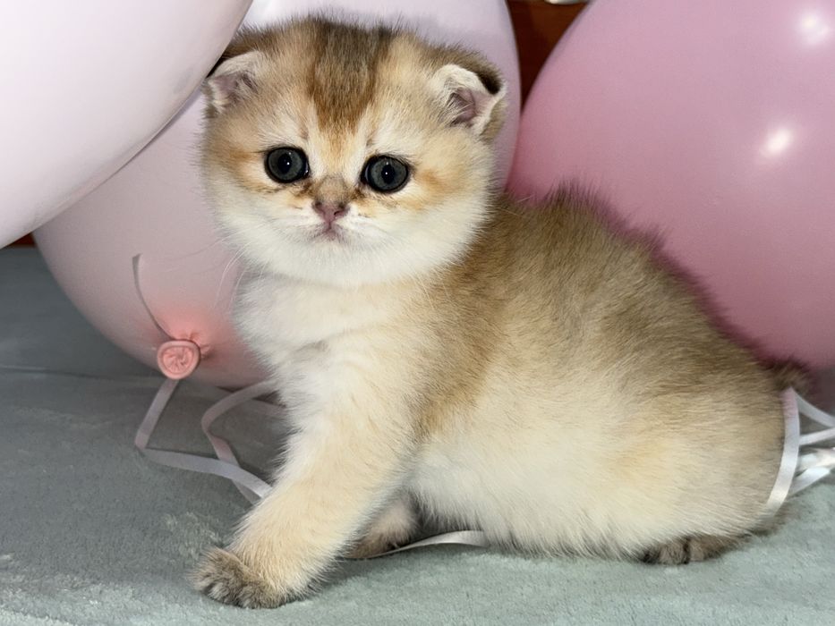 Шотландские котята