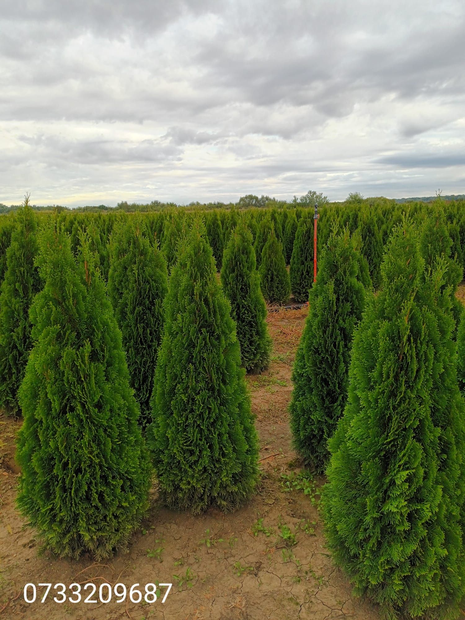 Vând tuia thuja verde persil