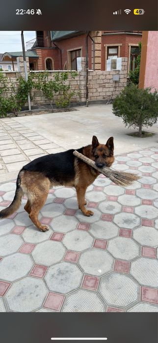 Пропала собака немецкая овчарка