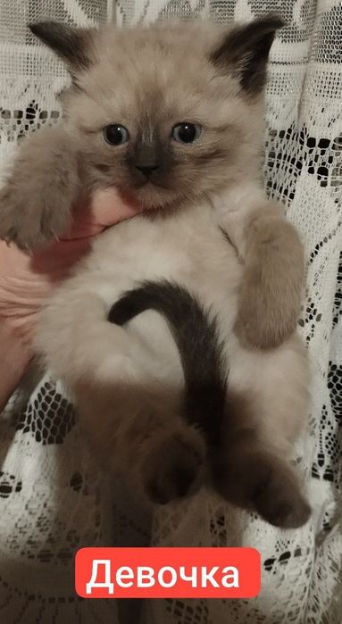 Сиамские пушистые котята