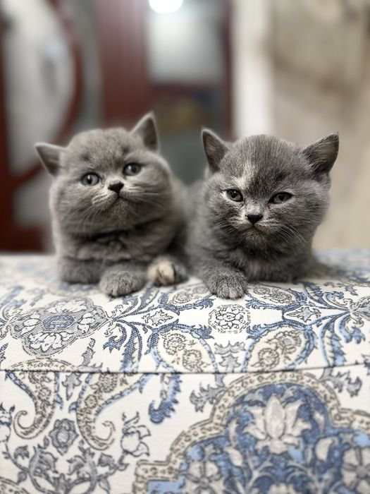 Котята скотиш страйт