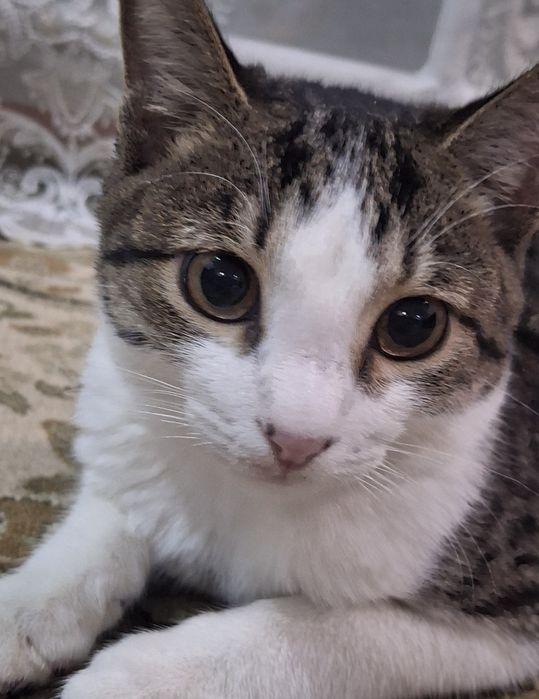 Кот мальчик отдам в добрые руки