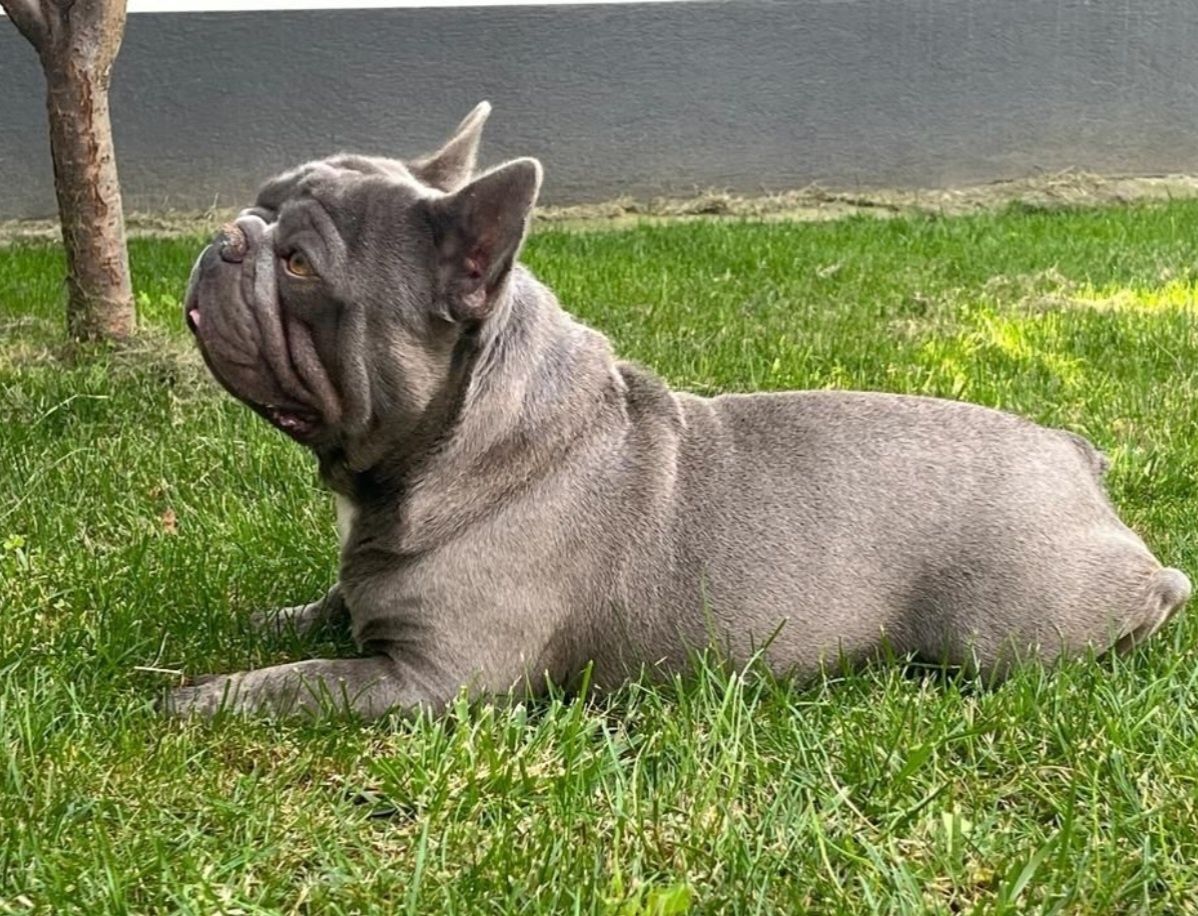 Bulldog francez mascul pedigree