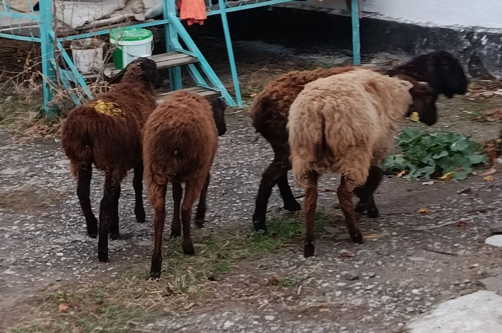 Кой токты козы аса