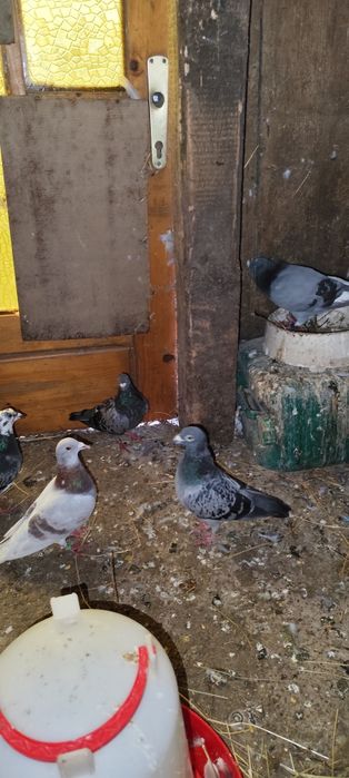 Vand porumbei voiajori