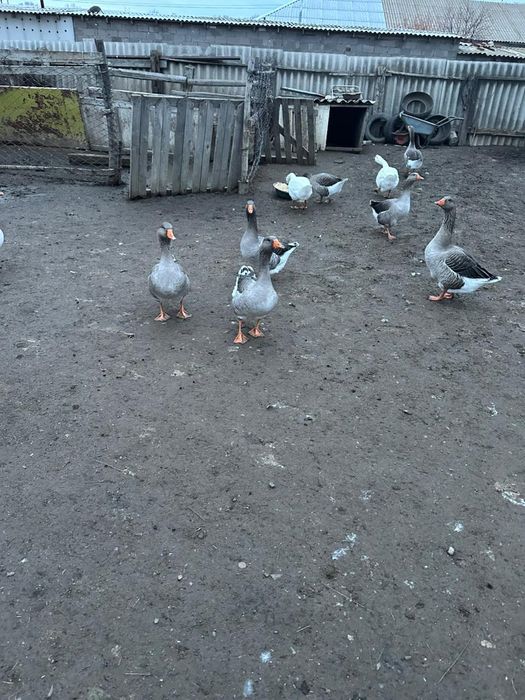 Продаются домашние гуси. Цена за голову 15000