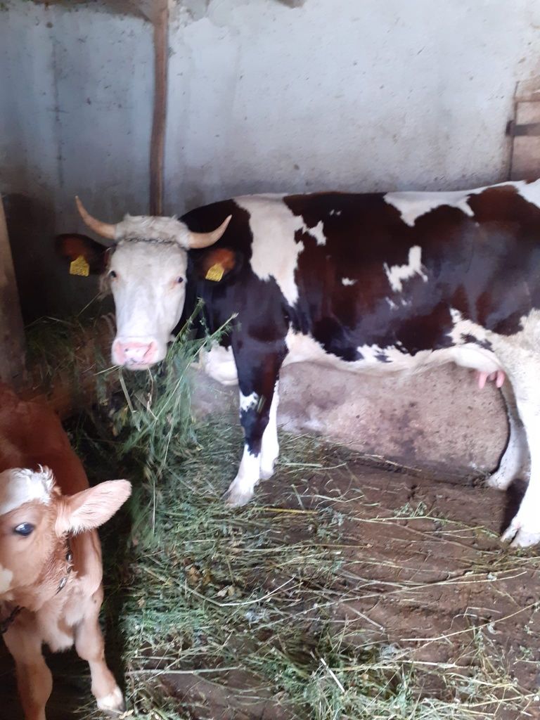 Vaca de vanzare..