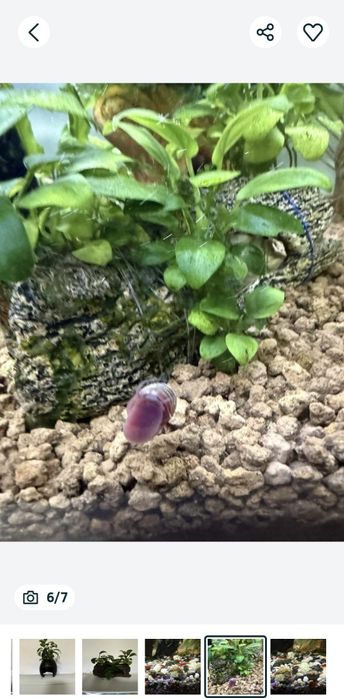 Decoruri naturale acvariu, plante,lemne ,melci, creveți, nuca de cocos