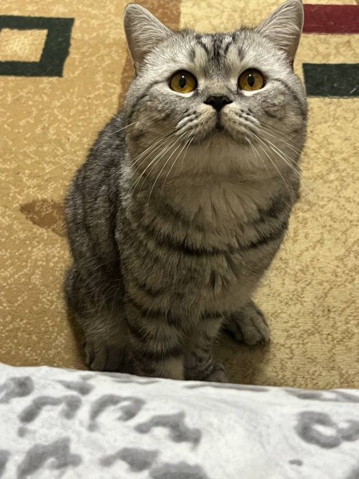 вязка кот мальчик