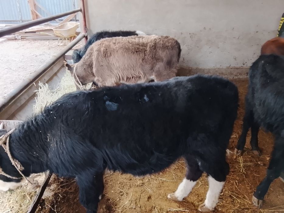 Продается бычки. 8 голов