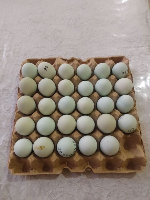 Uhayu  tovuq tuhumlari