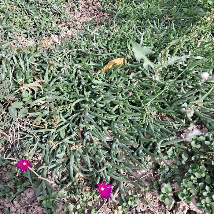 Градински церастум, делосперма, флокс