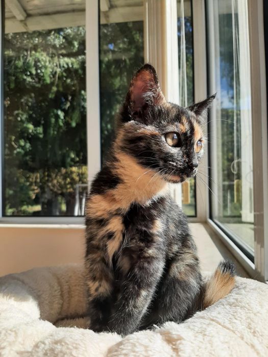 Женско коте на 4-5 месеца търси спешно дом!