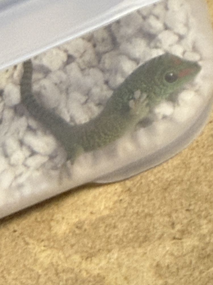 Soparla Phesulma Grandis Giant Day Gecko