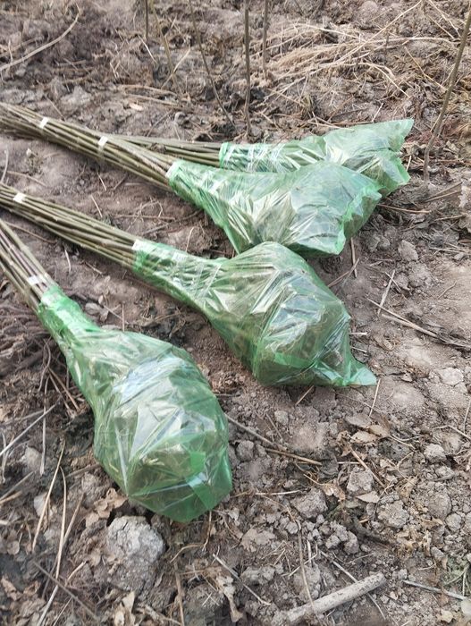 Павлония нихолидан тортип ку́чатигача.