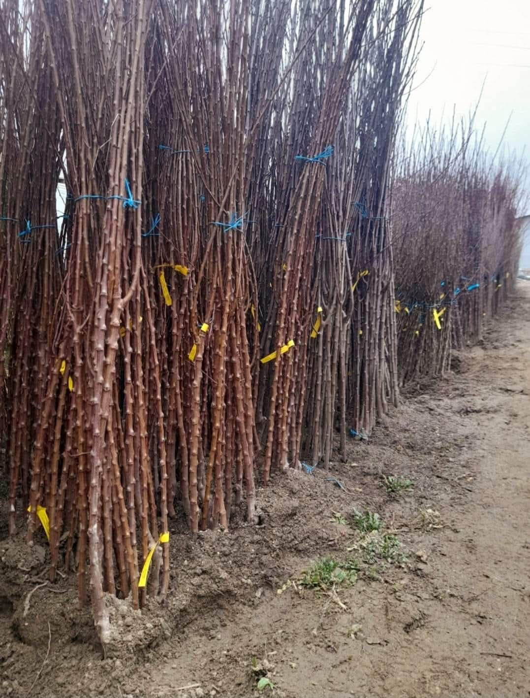 Pomii fructiferi certificati
