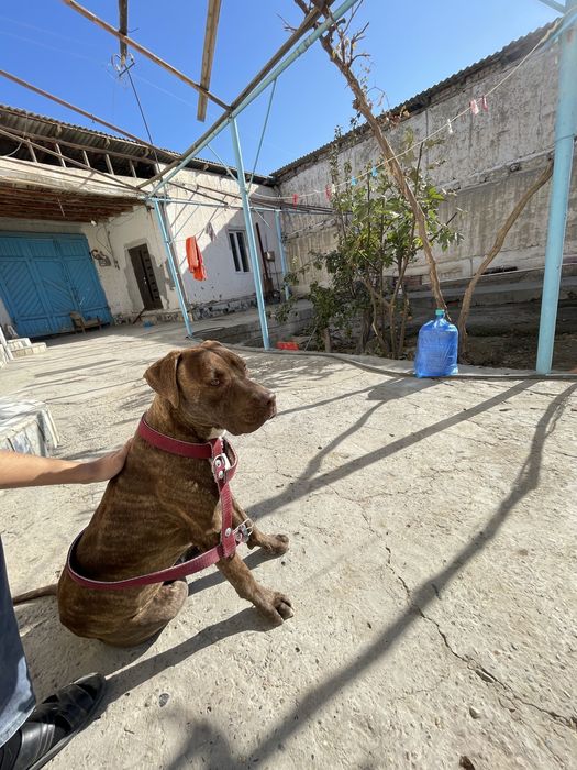 Pit-Buteler amerikaskiy