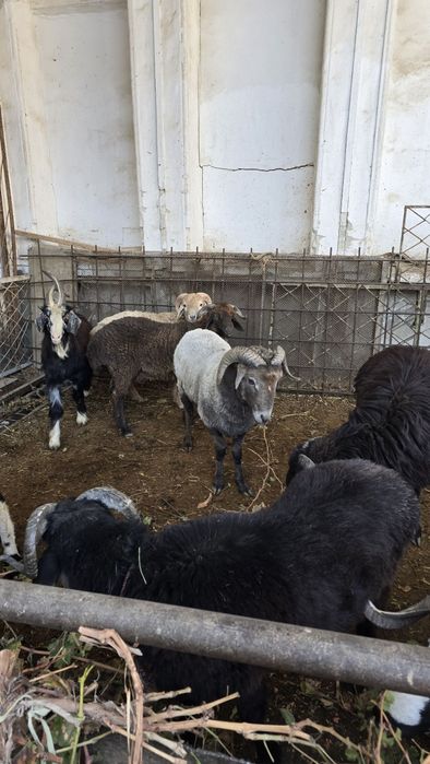 Tagallar tez va arzon narxlarda sotiladi