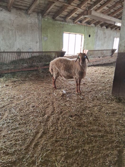 Продавам Овен, Коч