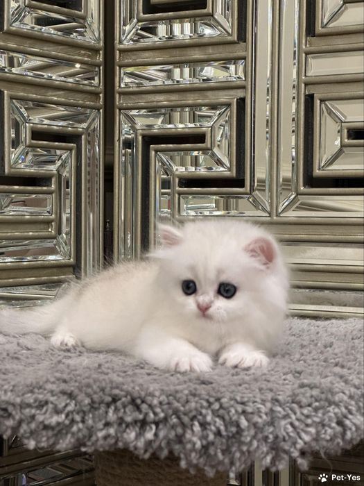 Котята мушук боласи