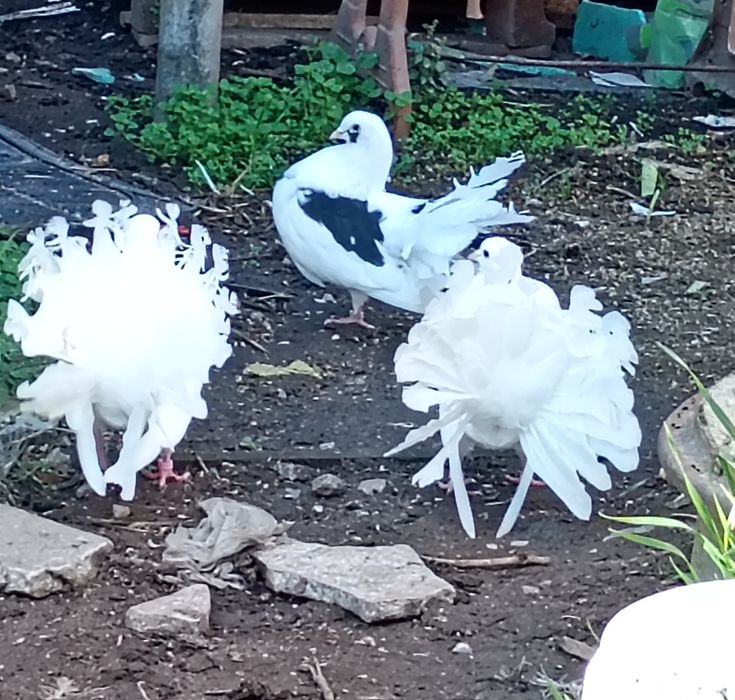 Гълъби фенерлия декорация