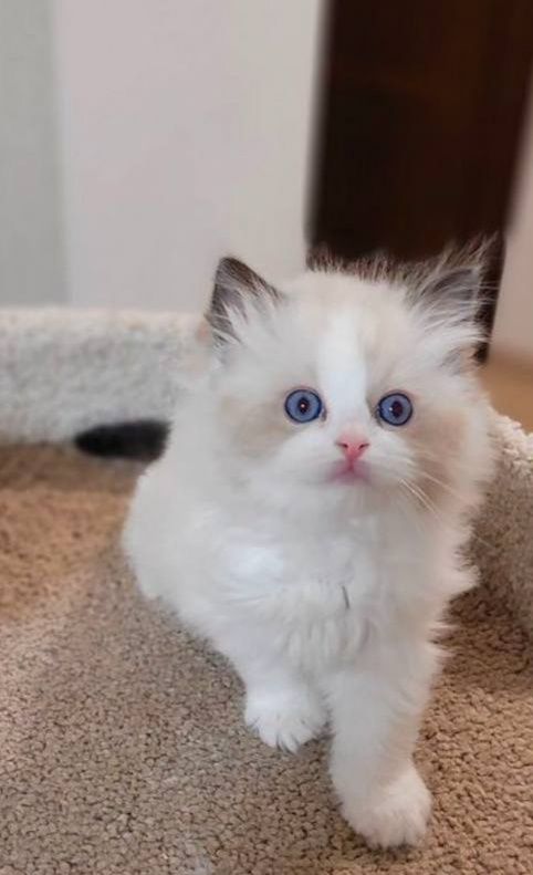 Регдоллы чистокровные!!