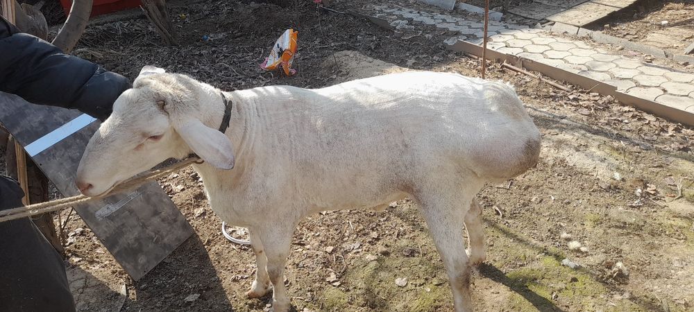 Arashan qochqor zotga sotiladi