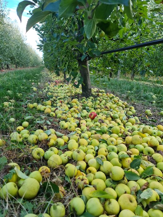 Vând mere de suc/consum