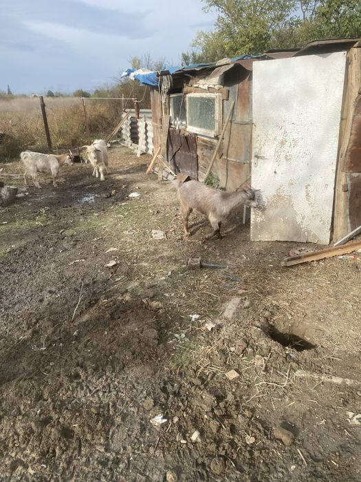 Se vinde 2 capre sui un tap de anul asta