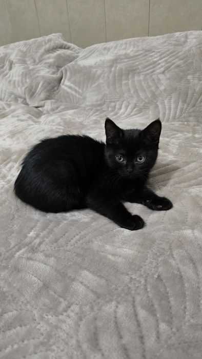 Котёнок мальчик 3 месяца