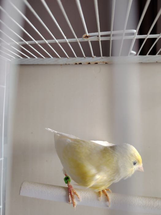 Canari Mascul Galbeni