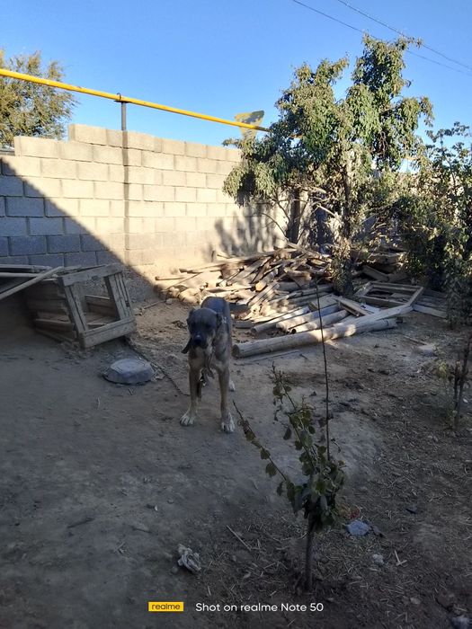 Сатлат ұргашы 1.5жас