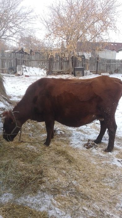 7 туған сиыр сатылады