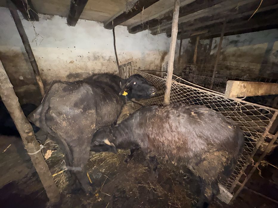 Vand vitel si bivolita separat sau impreuna