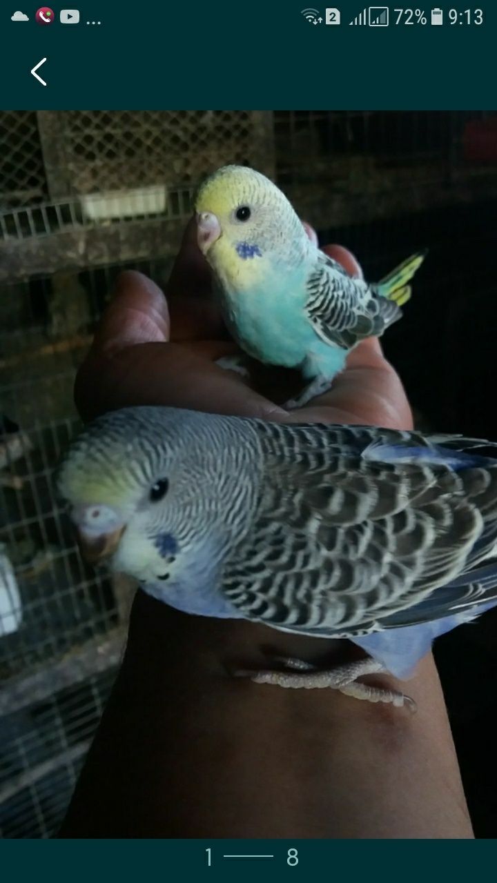 волнистые попугаи молодые