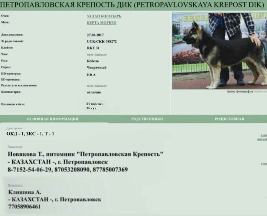 Вязка. Кобель ВЕО