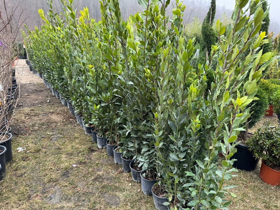 Vand dafin la ghiveci 1m - 1.5m   ( plante de dafin )