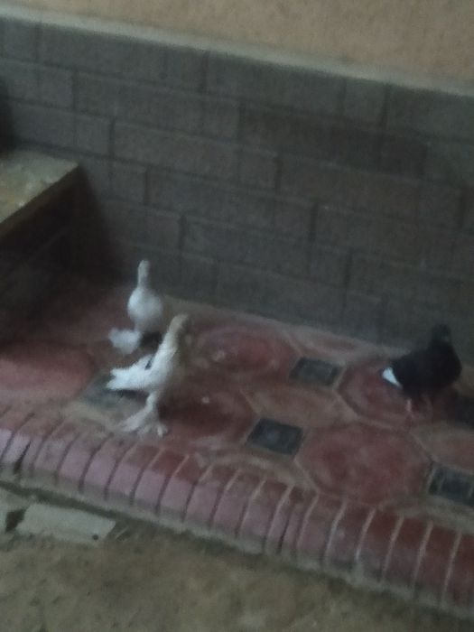 Продам голубей всех