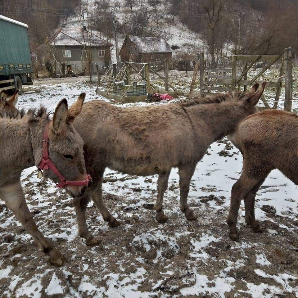 Lapte de măgăriță