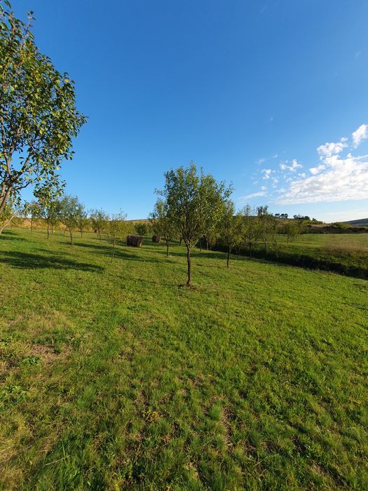 Livada de pomi tineri