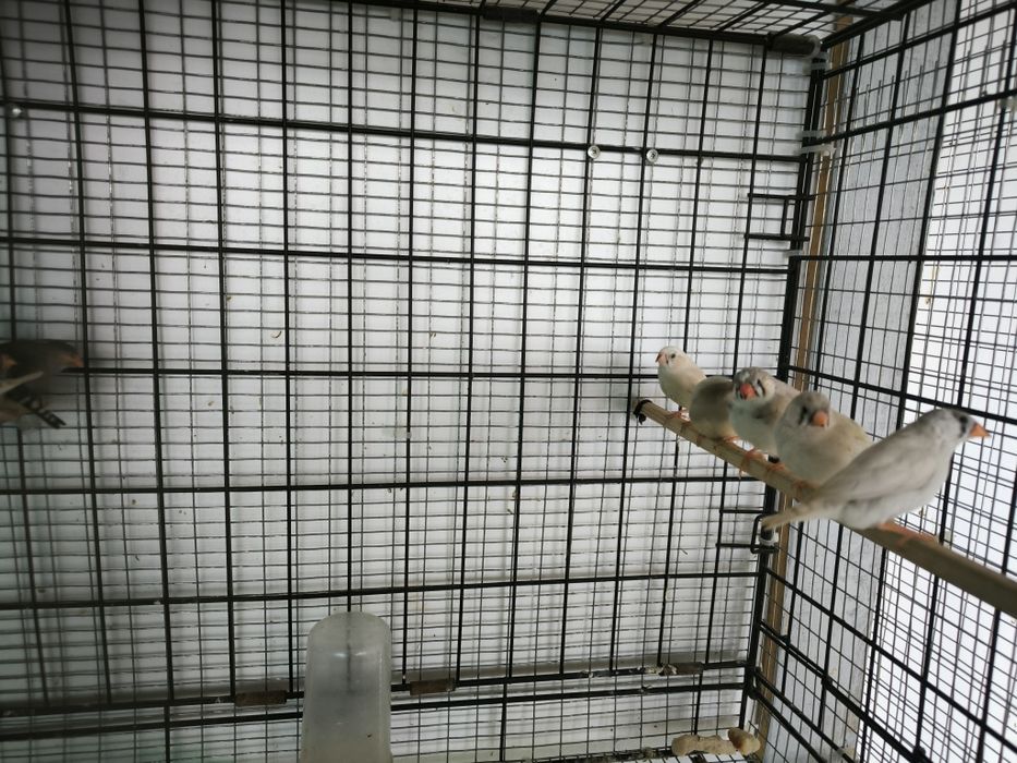 Зеброви амадини млади и работещи