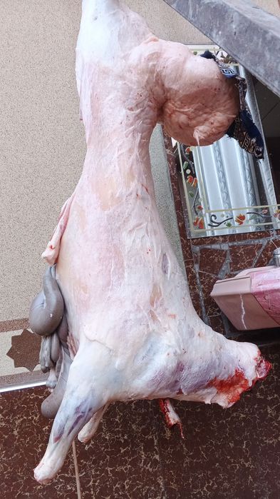 Qassob мясник баран Qoy Qoylar qassob xasib kalla pocha