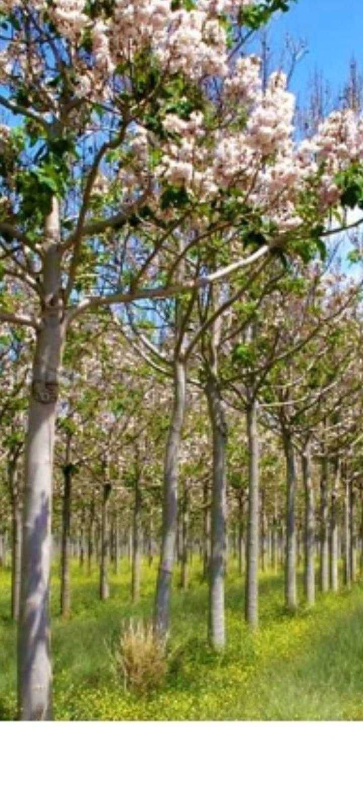 Paulownia de vanzare, puieti inradacinati.perfecti pentru culturi.