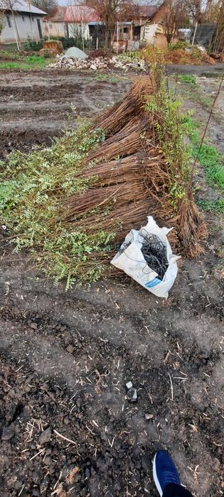 Puieti de vanzare anul 1 - pret 0,60 bani