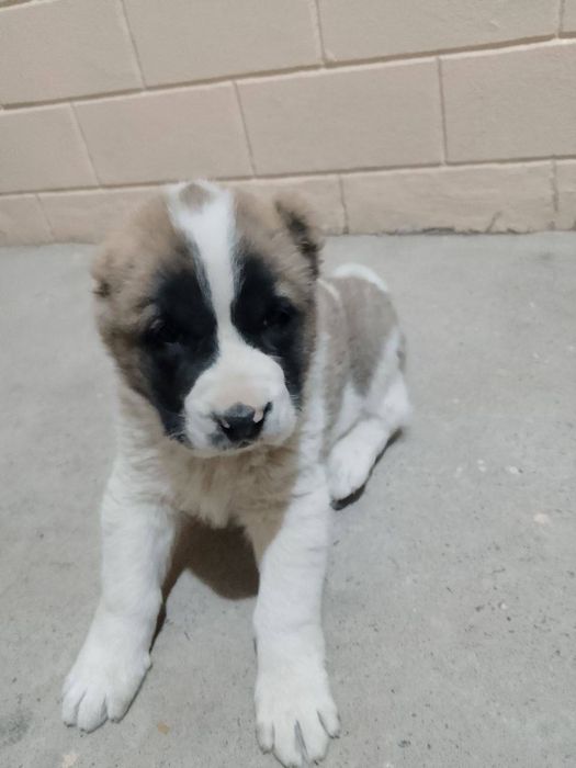 Alabay kuchuk bolasi qozoqi