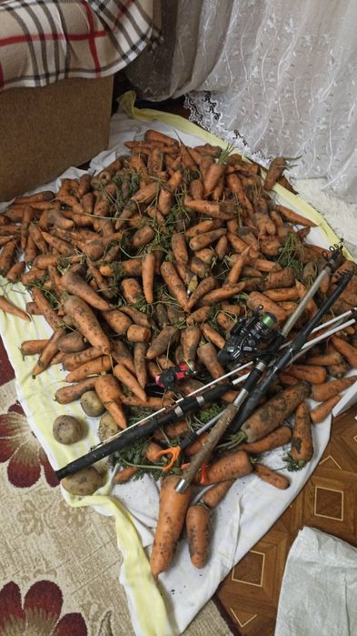 Продам морковь сладкая