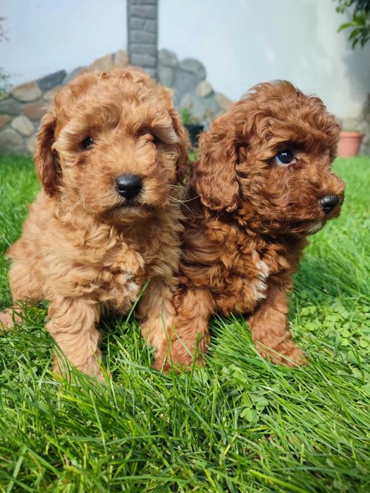 Мини Пудел/Mini Poodle