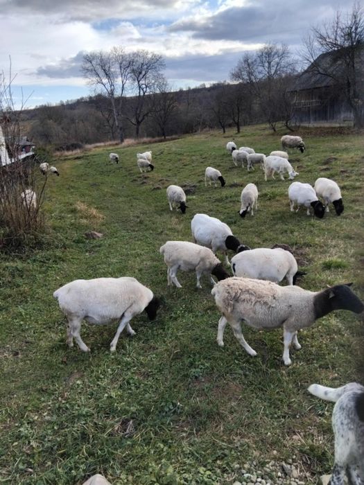Meluțe doresc de vanzare